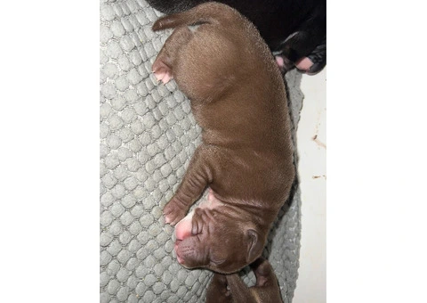 Staffordshire Cross Puppies – Ready 28 April - 21/30