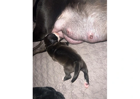 Staffordshire Cross Puppies – Ready 28 April - 22/30