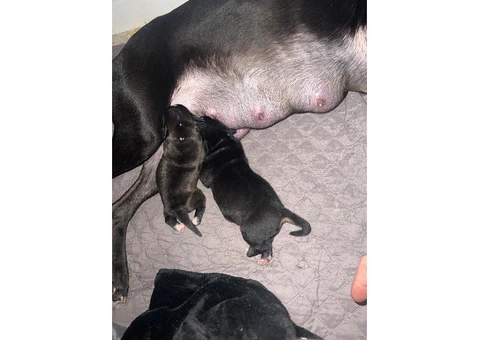 Staffordshire Cross Puppies – Ready 28 April - 23/30