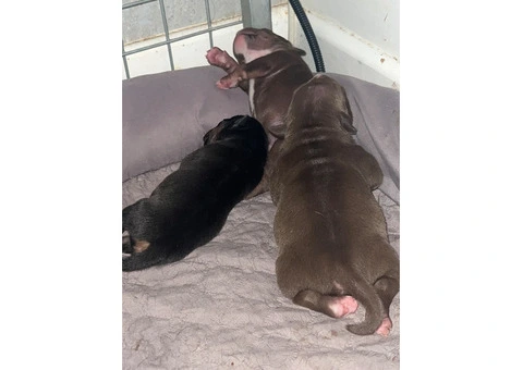 Staffordshire Cross Puppies – Ready 28 April - 24/30