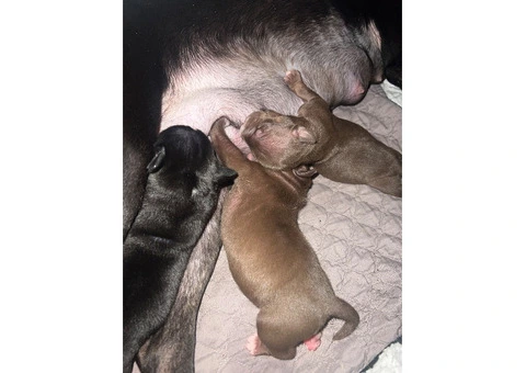 Staffordshire Cross Puppies – Ready 28 April - 25/30