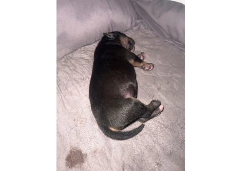 Staffordshire Cross Puppies – Ready 28 April - 26/30
