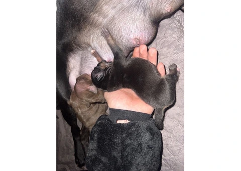 Staffordshire Cross Puppies – Ready 28 April - 27/30