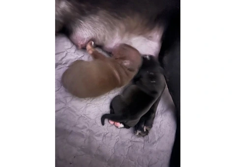 Staffordshire Cross Puppies – Ready 28 April - 28/30
