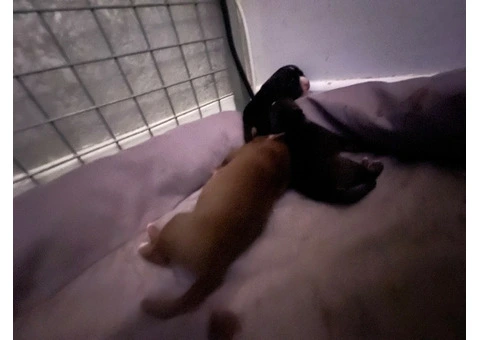 Staffordshire Cross Puppies – Ready 28 April - 29/30