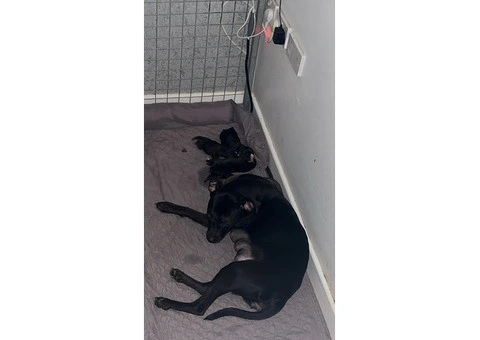 Staffordshire Cross Puppies – Ready 28 April - 30/30