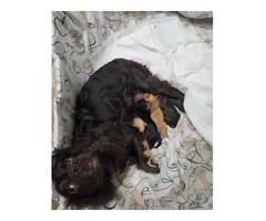 KC Registered Working Cocker Spaniel Puppies For Rehoming
