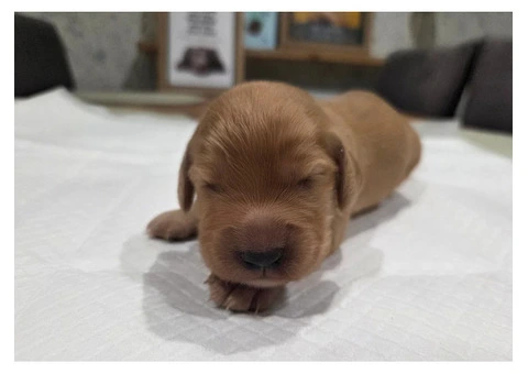 KC Registered Working Cocker Spaniel Puppies For Rehoming - 2/12