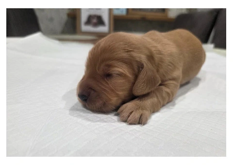 KC Registered Working Cocker Spaniel Puppies For Rehoming - 3/12