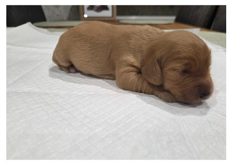KC Registered Working Cocker Spaniel Puppies For Rehoming - 4/12