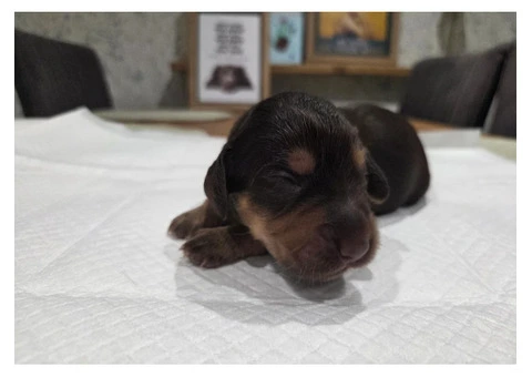 KC Registered Working Cocker Spaniel Puppies For Rehoming - 5/12