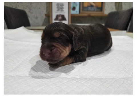 KC Registered Working Cocker Spaniel Puppies For Rehoming - 6/12
