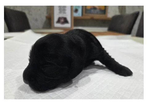 KC Registered Working Cocker Spaniel Puppies For Rehoming - 8/12