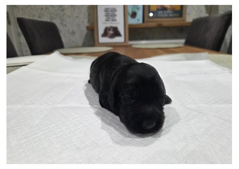 KC Registered Working Cocker Spaniel Puppies For Rehoming - 9/12