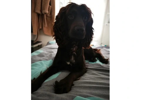 KC Registered Working Cocker Spaniel Puppies For Rehoming - 10/12