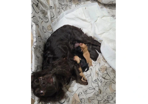KC Registered Working Cocker Spaniel Puppies For Rehoming - 11/12