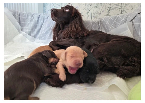 KC Registered Working Cocker Spaniel Puppies For Rehoming - 12/12