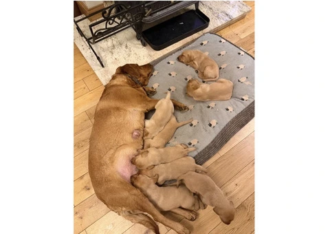 Litter of 8 KC registered Red Fox Labrador puppies - 1/8