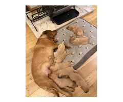 Litter of 8 KC registered Red Fox Labrador puppies