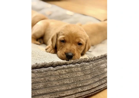 Litter of 8 KC registered Red Fox Labrador puppies - 2/8