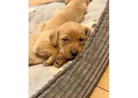 Litter of 8 KC registered Red Fox Labrador puppies - 3/8
