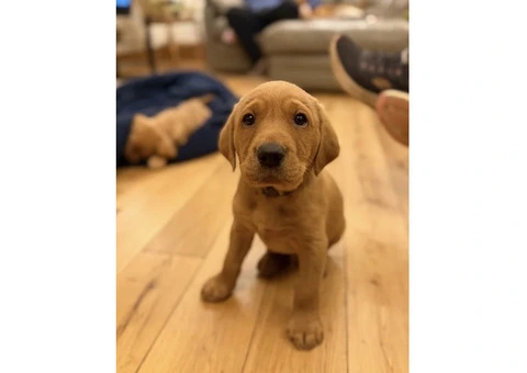 Litter of 8 KC registered Red Fox Labrador puppies - 4/8