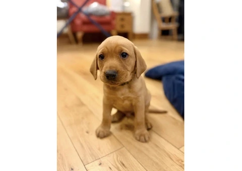 Litter of 8 KC registered Red Fox Labrador puppies - 5/8
