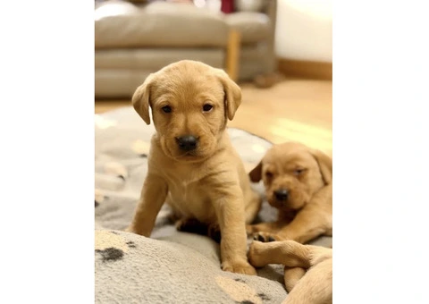 Litter of 8 KC registered Red Fox Labrador puppies - 6/8