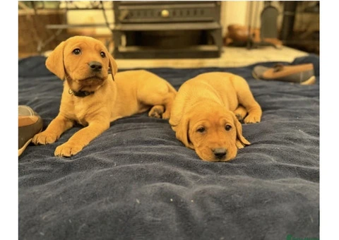 Litter of 8 KC registered Red Fox Labrador puppies - 7/8