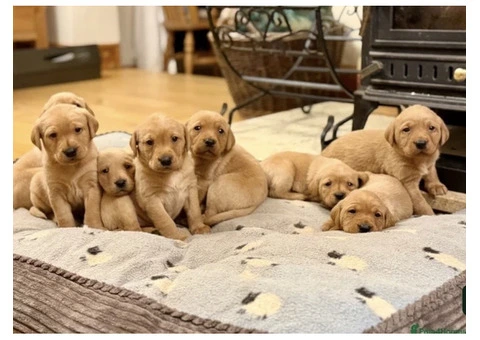 Litter of 8 KC registered Red Fox Labrador puppies - 8/8