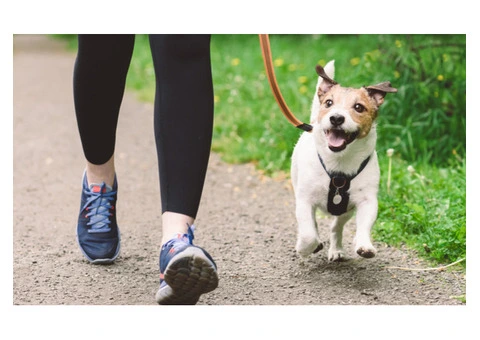 Dog walker in Wimbledon and all South East London