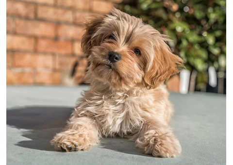 Cavapoochon Puppies for Sale UK From Expert Breeders