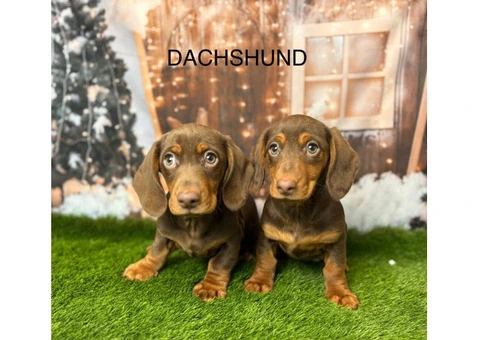 Dachshund Puppies for Sale Liverpool From Breeders