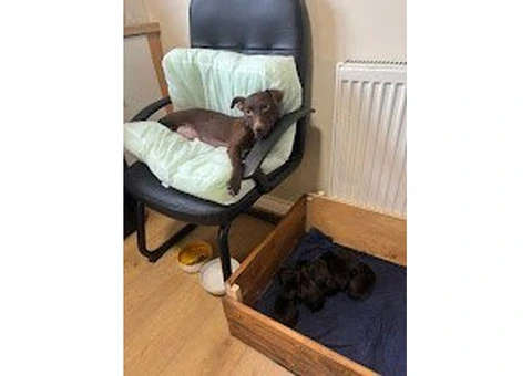 Beautiful Patterdale Puppies – Ready for Loving Homes! - 22/24