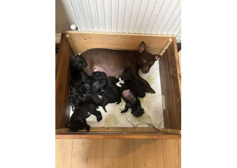 Beautiful Patterdale Puppies – Ready for Loving Homes! - 23/24
