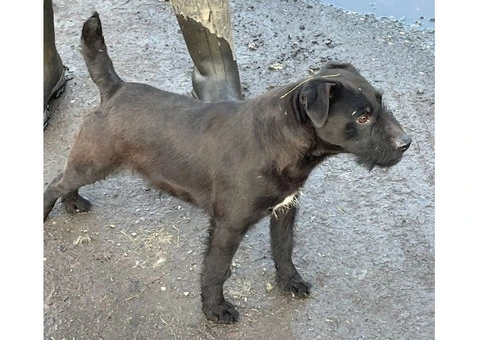 Beautiful Patterdale Puppies – Ready for Loving Homes! - 24/24