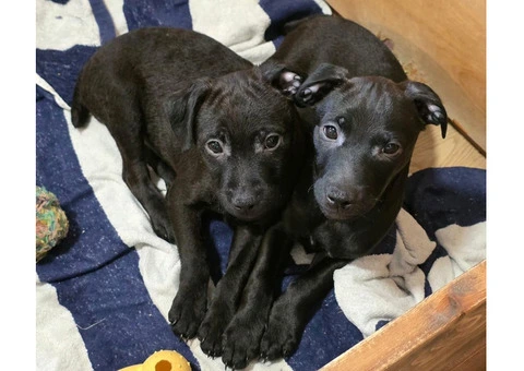 Beautiful Patterdale Puppies – Ready for Loving Homes! - 1/24