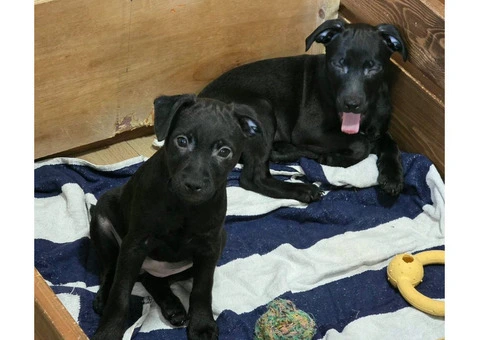Beautiful Patterdale Puppies – Ready for Loving Homes! - 2/24