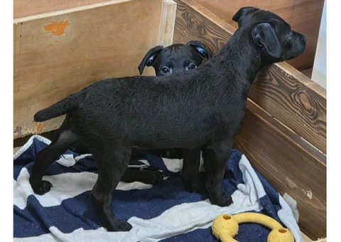 Beautiful Patterdale Puppies – Ready for Loving Homes! - 3/24