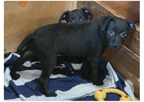 Beautiful Patterdale Puppies – Ready for Loving Homes! - 4/24
