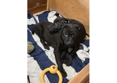 Beautiful Patterdale Puppies – Ready for Loving Homes! - 5/24