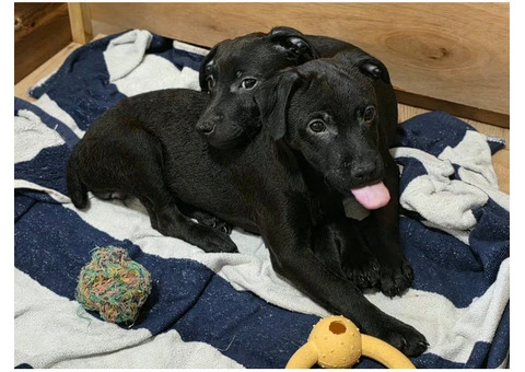 Beautiful Patterdale Puppies – Ready for Loving Homes! - 6/24