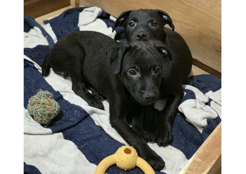 Beautiful Patterdale Puppies – Ready for Loving Homes! - 7/24