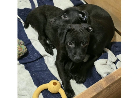 Beautiful Patterdale Puppies – Ready for Loving Homes! - 8/24
