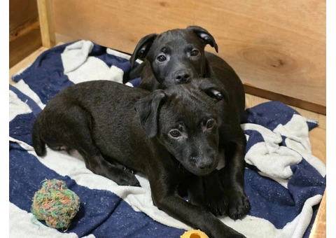 Beautiful Patterdale Puppies – Ready for Loving Homes! - 9/24