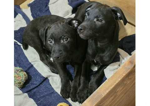Beautiful Patterdale Puppies – Ready for Loving Homes! - 10/24