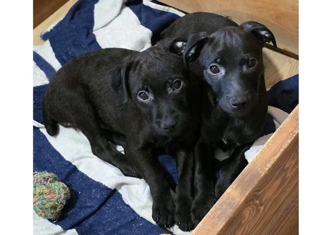 Beautiful Patterdale Puppies – Ready for Loving Homes! - 11/24