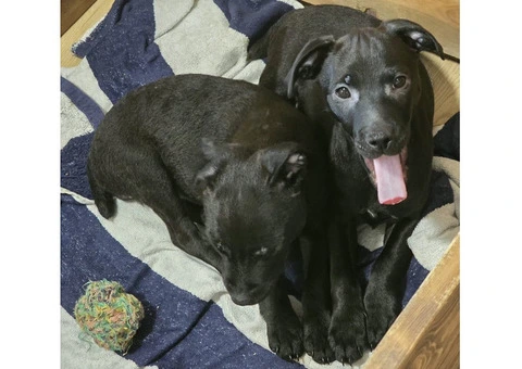 Beautiful Patterdale Puppies – Ready for Loving Homes! - 12/24