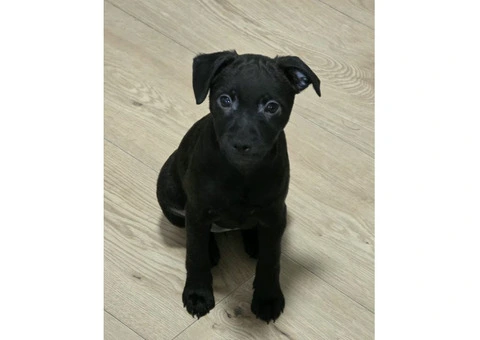 Beautiful Patterdale Puppies – Ready for Loving Homes! - 13/24