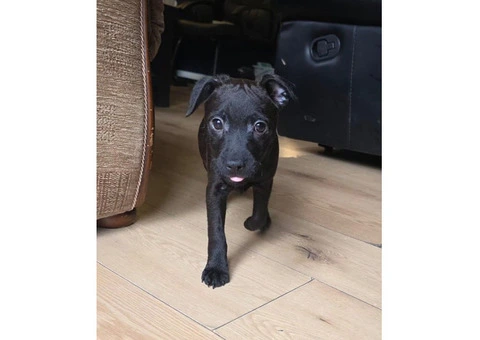 Beautiful Patterdale Puppies – Ready for Loving Homes! - 14/24